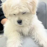 سگ پامر|سگ|مشهد, کوی المهدی|دیوار