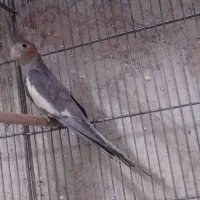 عروس هلندی|پرنده|قم, در بهشت|دیوار