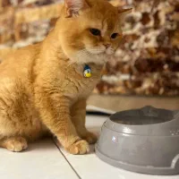 گربه بیریتیش گلد نر بالغ زیبا و قوی