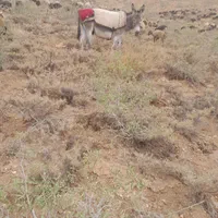 الاغ