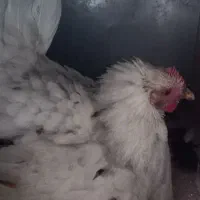 مرغ کرچ|حیوانات مزرعه|سرپل ذهاب, |دیوار