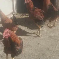 ۳ خروس و یک مرغ