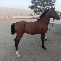 نریان دره شور