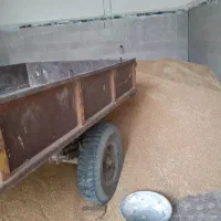 کارگر برا بارگیری گندم