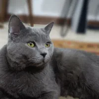 گربه بریتیش نژاد دار|گربه|فردیس, خیام غربی|دیوار