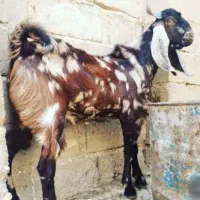 یک عدد نری
