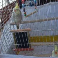 عروس هلندی و مرغ عشق|پرنده|قم, پردیسان|دیوار