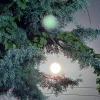 فروش دو عدد بلیط سینما