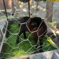 بره شیری نژاد افشاری