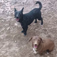 پاکوتای روباهی نژاد اصل