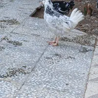 وارک ۴ ماهه گلین طوسی|حیوانات مزرعه|دهلران, |دیوار