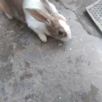 خرگوش فروشی نرو ماده