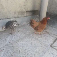 مرغ تخم گزار و بوقلمون