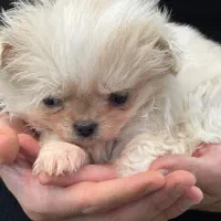 شیتزو پکینیز