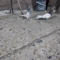 یک جفت کله خوشگل|پرنده|تربت جام, والفجر|دیوار