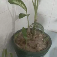 گل وگلدان