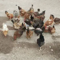 مرغ سرحال