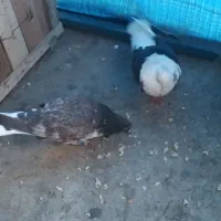 کبوتر|پرنده|گرگان, |دیوار