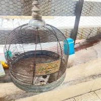 فروش جوجه سهره قناری خاکی (طغ ری)