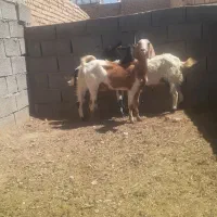 بز دورگ با بزغاله