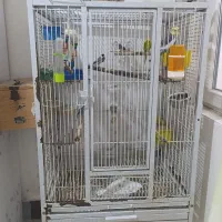 قفس بزرگ چرخدار با تعدادی پرنده دستی