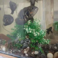 ۴ عدد ماهی اسکار