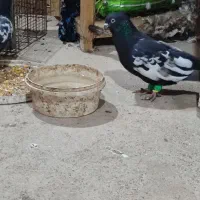 کبوتر سینه سیاه|پرنده|حمیدیه, |دیوار