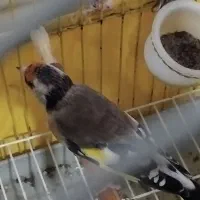 سهره فروشی|پرنده|تاکستان, |دیوار