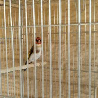 سهره کردستان