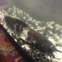 ردتیل ۳۵ سانتی