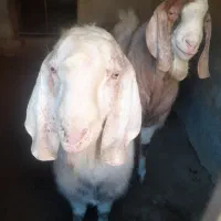 چپش و نر بز تخمی دورگ گلابی|حیوانات مزرعه|اردکان, |دیوار