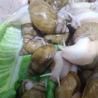 آچاتینا بالغ و مولد|خزنده|تهران, عباس‌آباد|دیوار