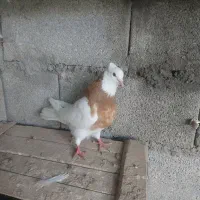 کبوتر طوق زرد وپ لاکی درجه۱