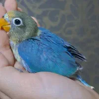 جوجه کوتوله سرلاکی