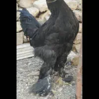 خروس سیاه مرندی