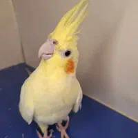 عروس هلندی گمشده دارای مژدگانی|حیوانات|رامشیر, |دیوار