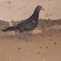 پلاکی سبز بی خط و دوخط جوجه جانسون. جنگلی