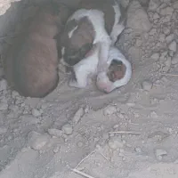 تعدادی توله سرابی درجه یک