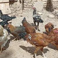 خورس و مرغ محلی|حیوانات مزرعه|خرمدشت, |دیوار
