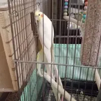 یک جفت عروس هلندی مولد نر و ماده با تخم|پرنده|تهران, امیریه|دیوار