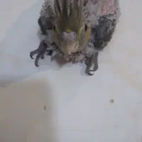 جوجه  عروس هلندی