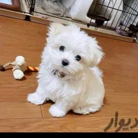 سگهای کوچولو موچولو ریزمیزه مناسب