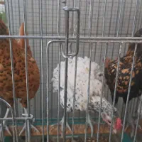 خروس سیب رایت|حیوانات مزرعه|تهران, قیطریه|دیوار