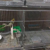 عروس هلندی مولد|پرنده|دهاقان, |دیوار