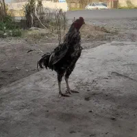 خروس لاری|حیوانات مزرعه|رشت, بازار|دیوار