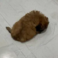 سگ شیتزو|سگ|باقرشهر, |دیوار