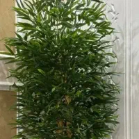 برگ خیزران بامبو چوب بامبو|صنایع دستی و سایر لوازم تزئینی|قزوین, |دیوار