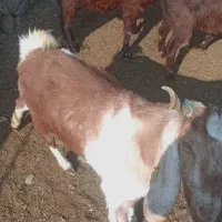 بز دو بر دوقلوا زا|حیوانات مزرعه|تربت‌حیدریه, پائین ولایت|دیوار