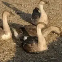 غازتخمگذار