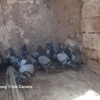 جوجه پلاکی مسافتی درجه یک